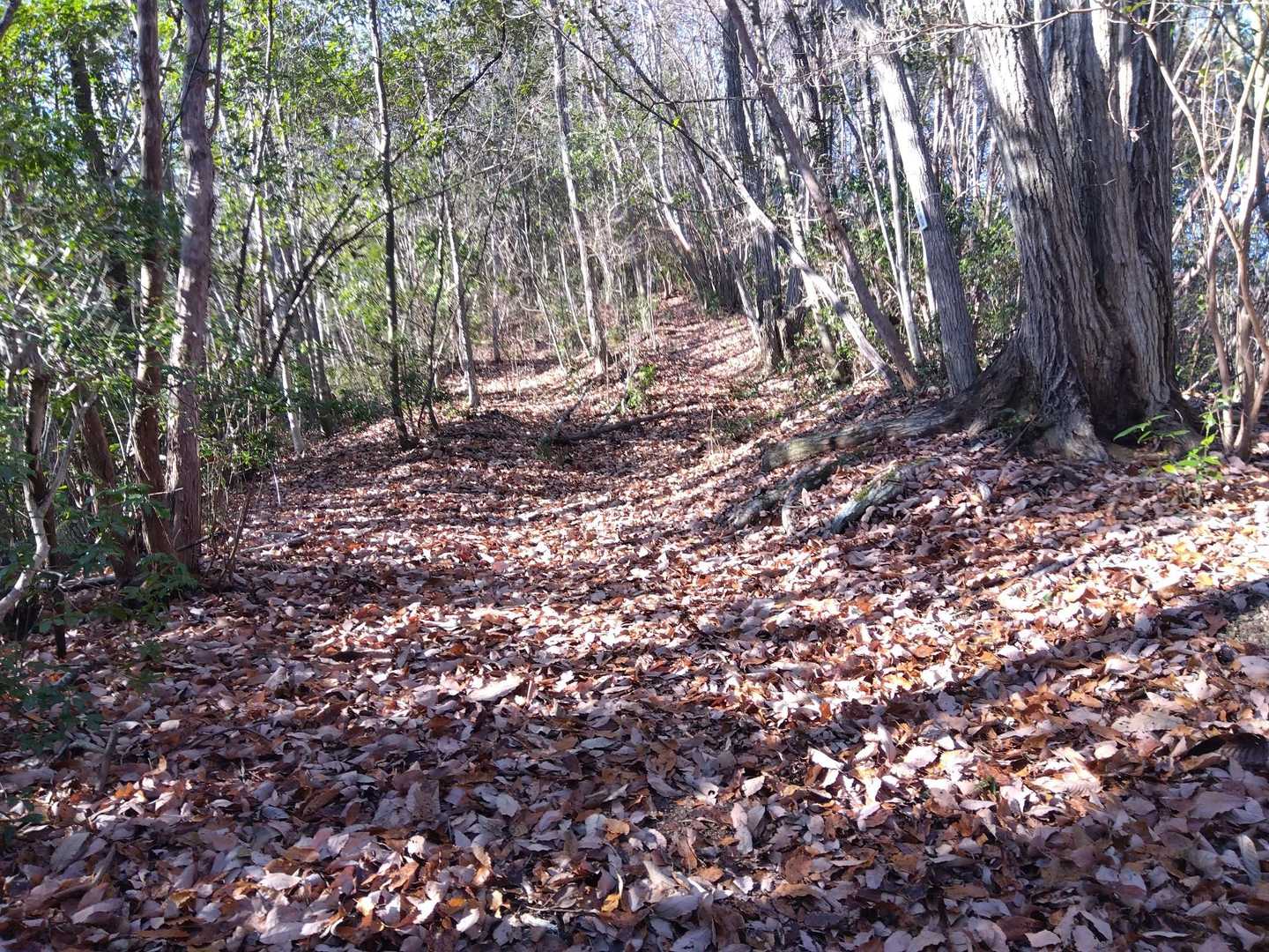 綺麗な登山道だが🍂🍂🍂