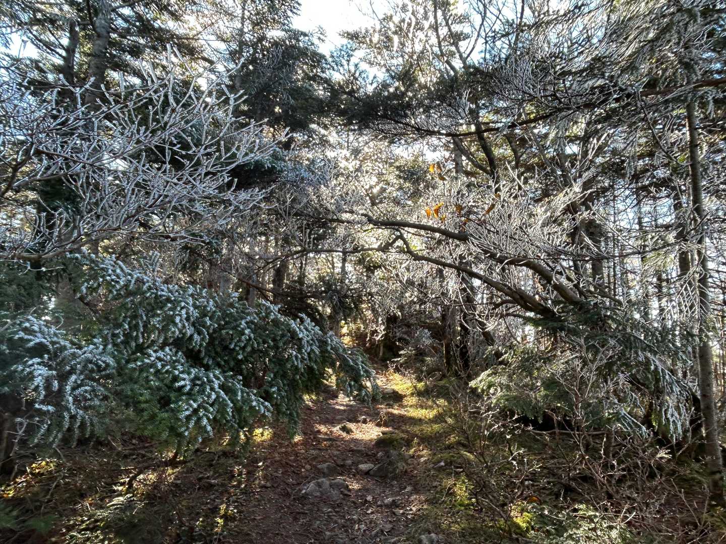 樹氷ロード😊