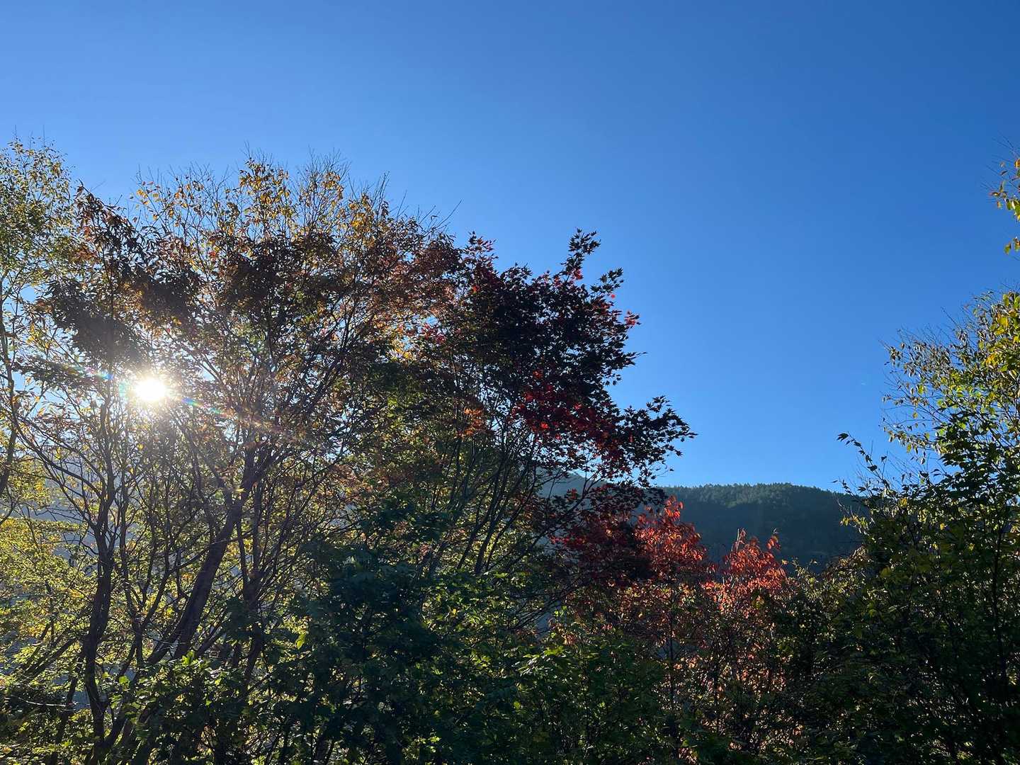 今日は一日 快晴予報です☀️