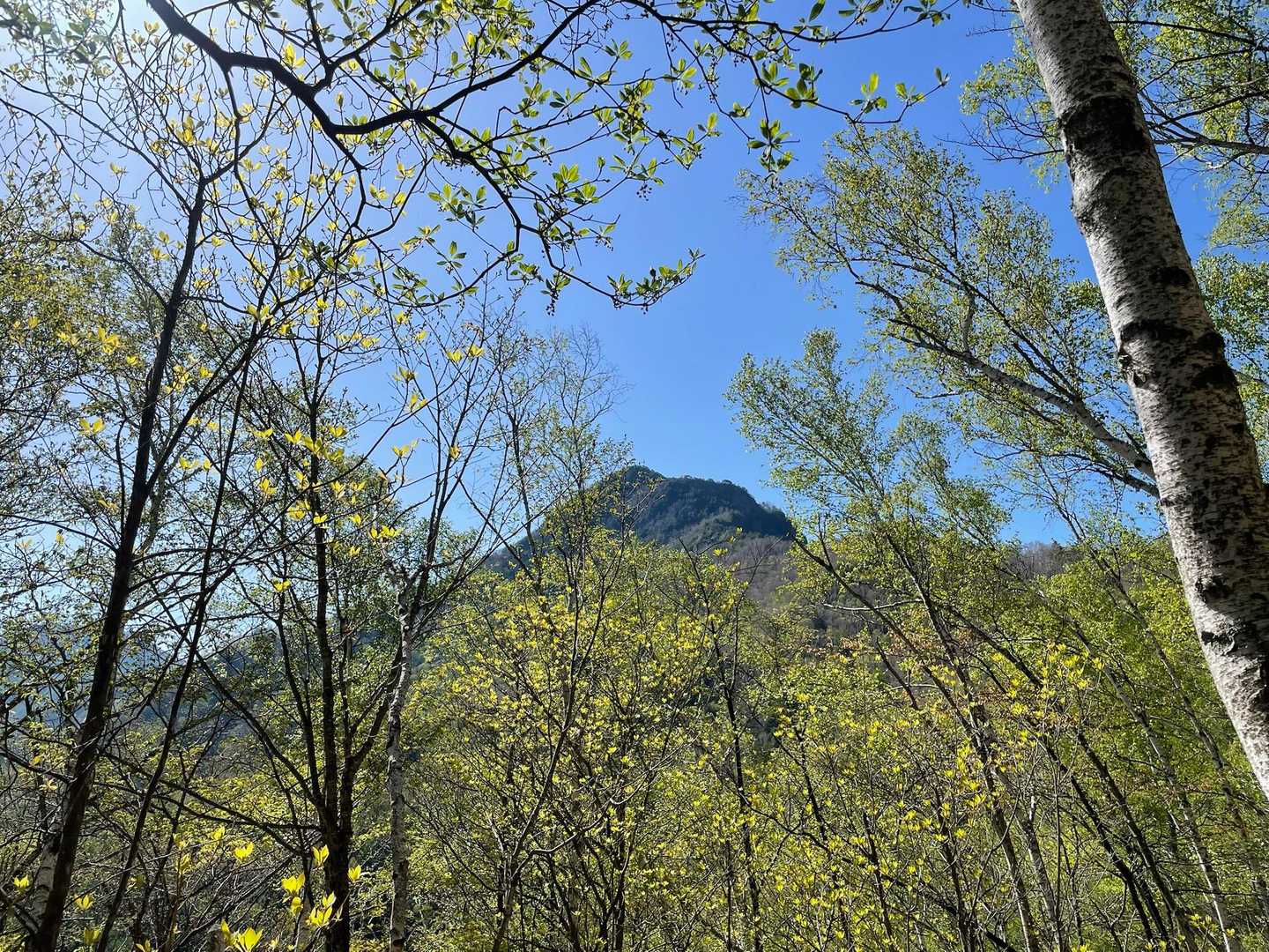 新緑の隙間から天狗山👺
