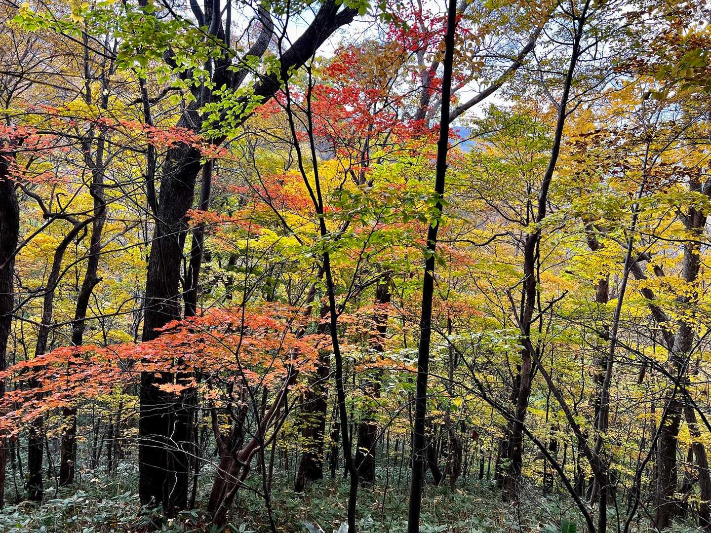 円山 往復コースの写真