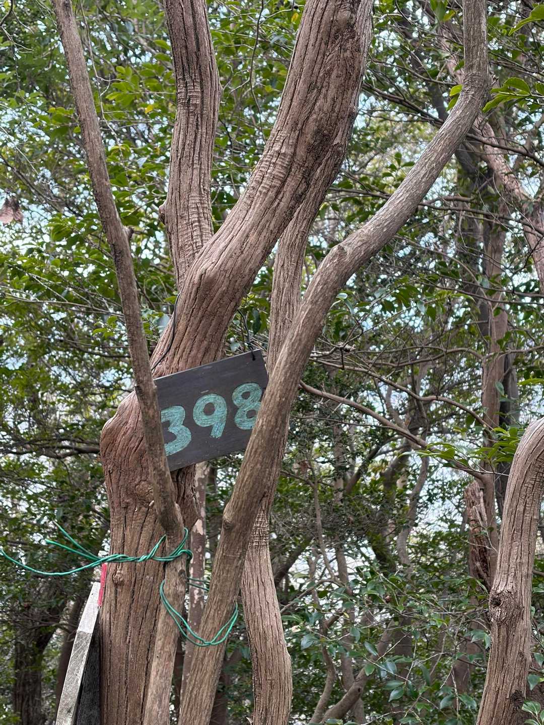 黙々と歩き398⁉️