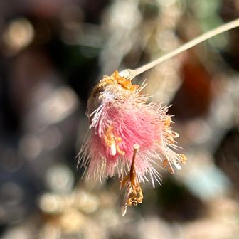 コウヤボウキのピンクドライフラワー