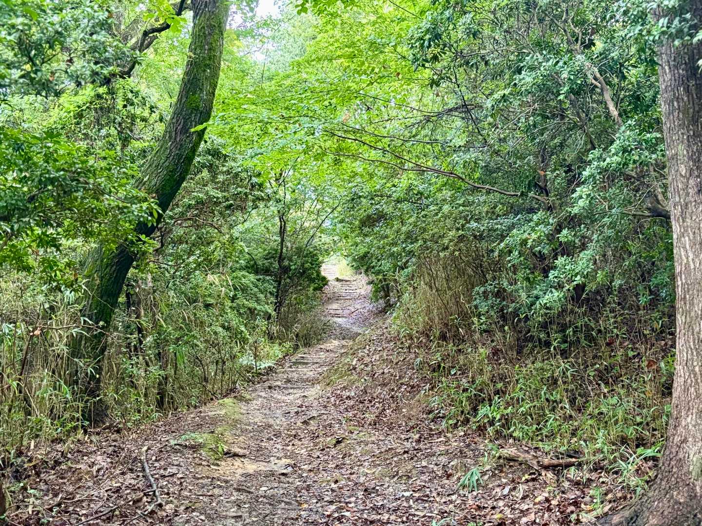 アセビ峠を通って…🚶‍♂️