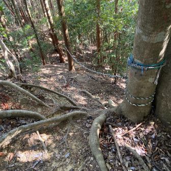 激下って登りかえしたら後はフラット