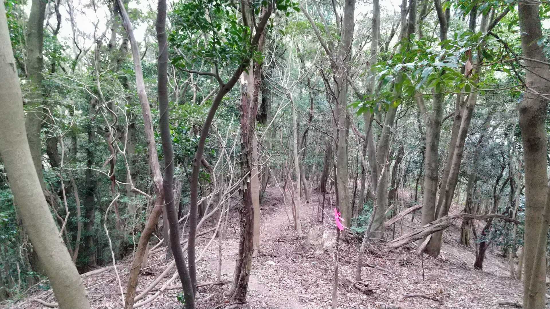 ずーっとピンクリボンあり♪
