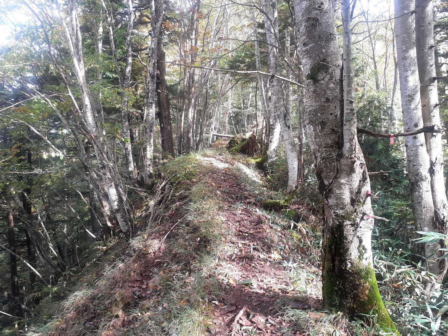 尾根に出た　まずは急登､四郎岳に向かう