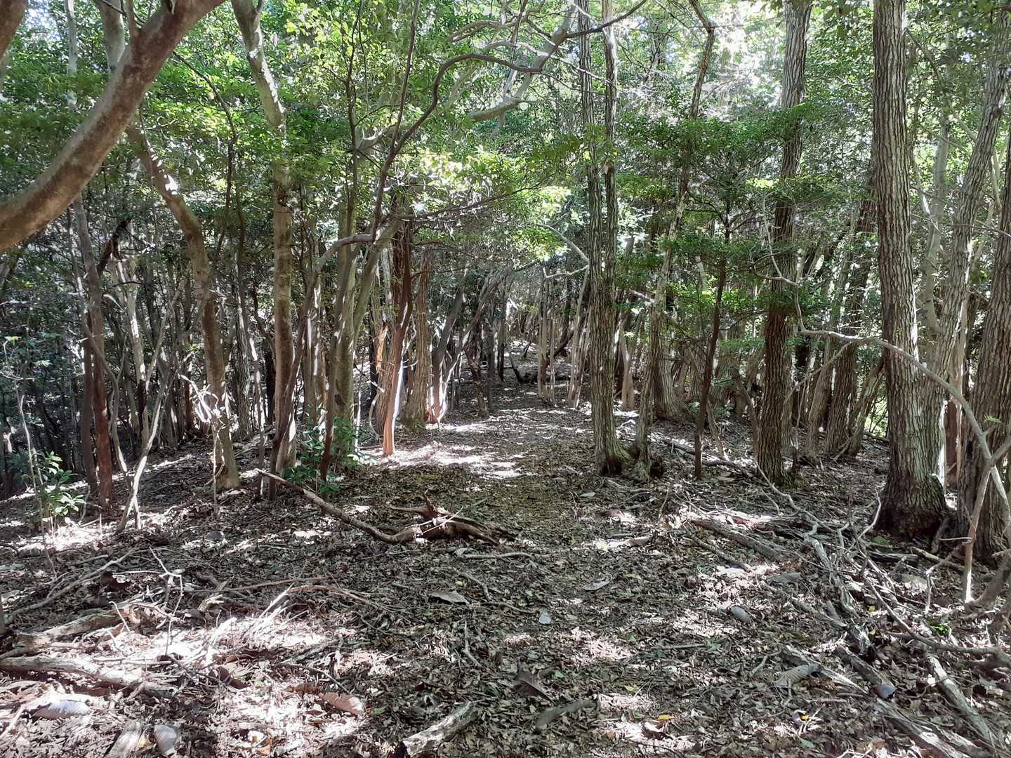 高代寺山-吉川八幡神社 周回コースの写真