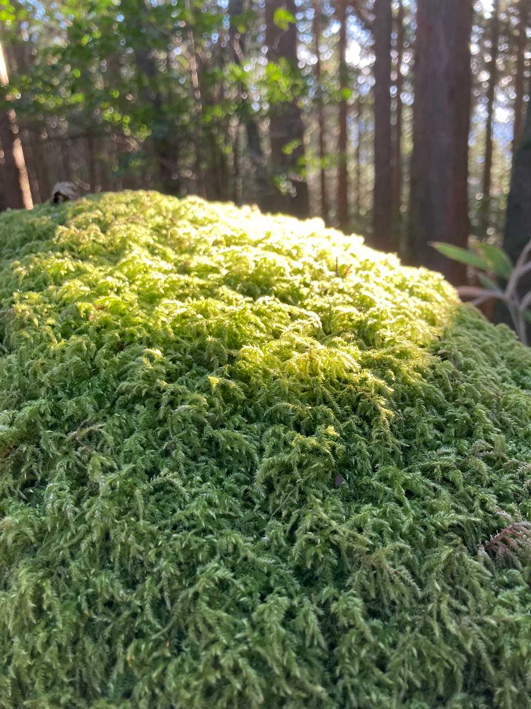 なでなでしてみたよ🤣
苔最高✌️