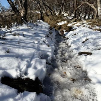 シャリシャリ。尾根上は結構溶けています