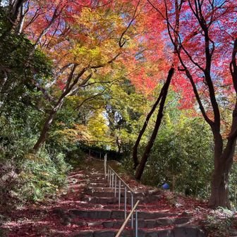 期待通りの紅葉🍁