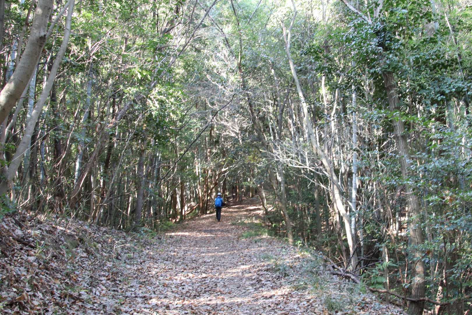 広い登山道を緩やかに登って行きます