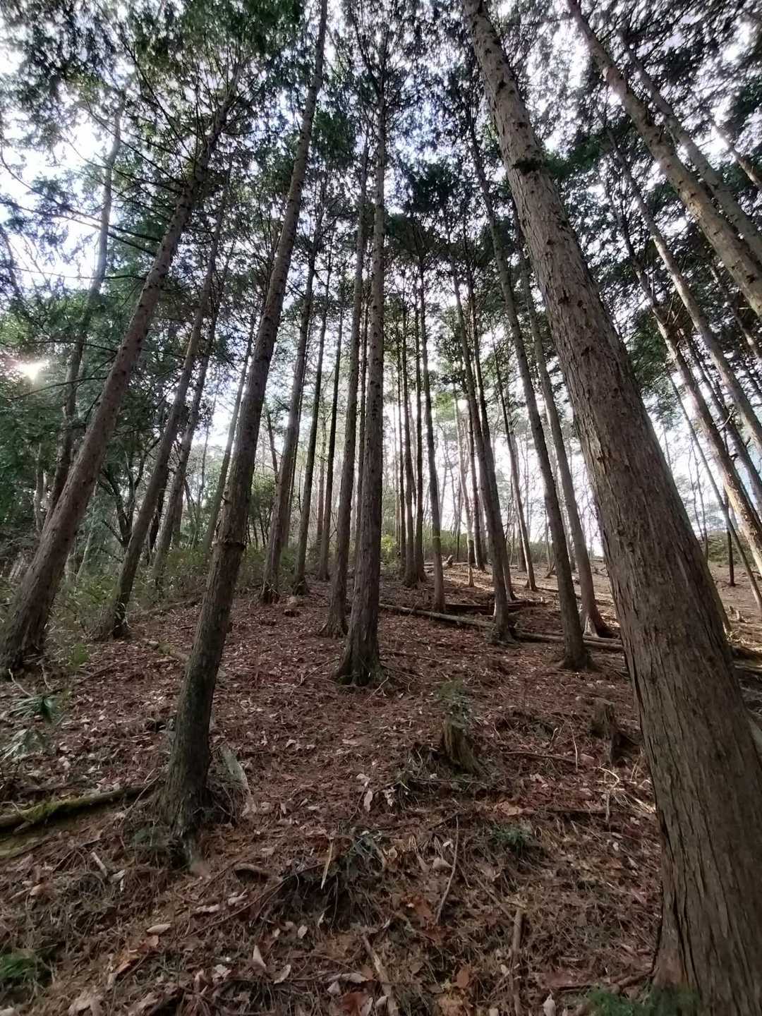 大川戸登山口-大川戸鉱泉跡-雨巻山 往復コースの写真