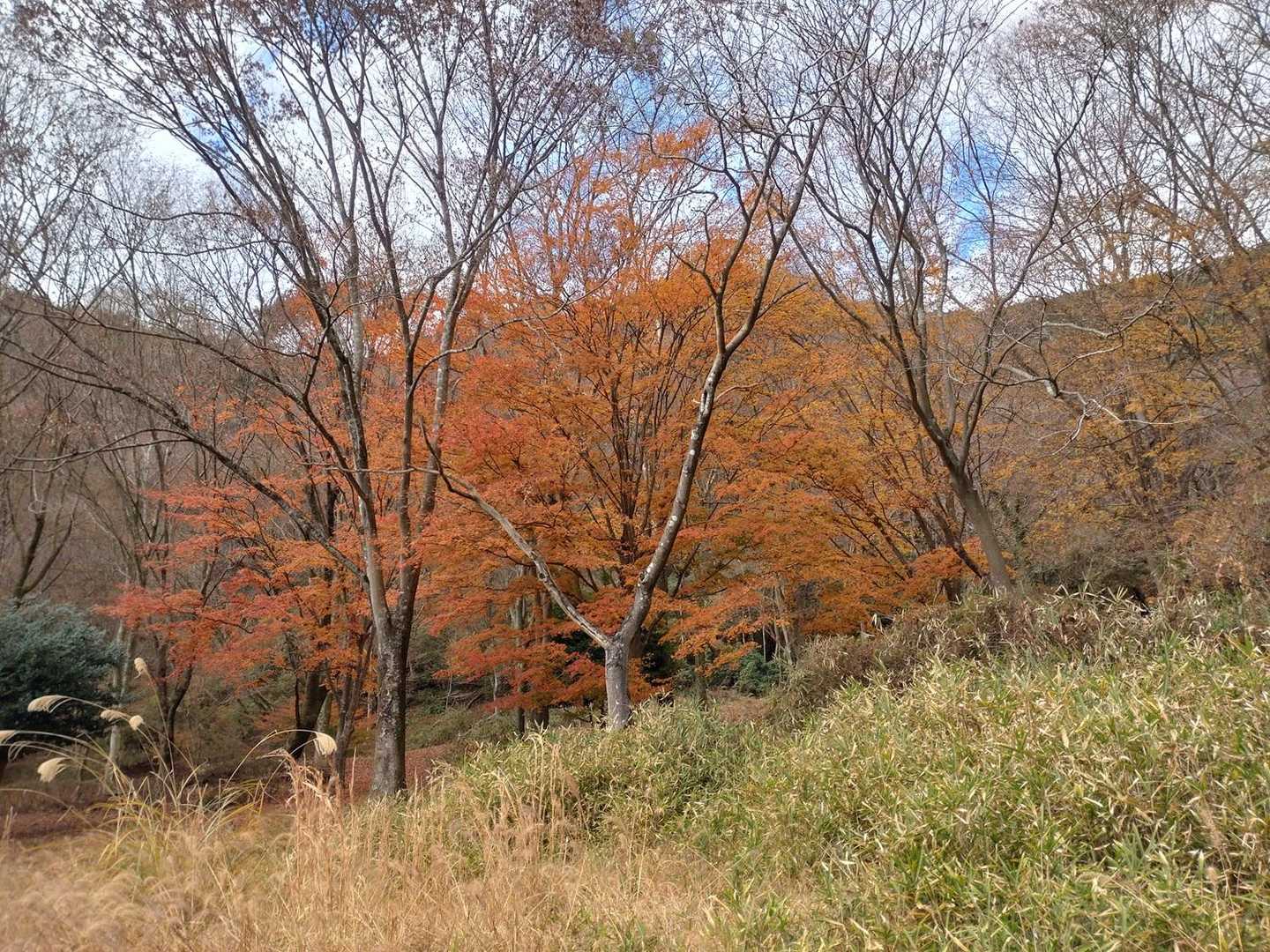 残っていた紅葉