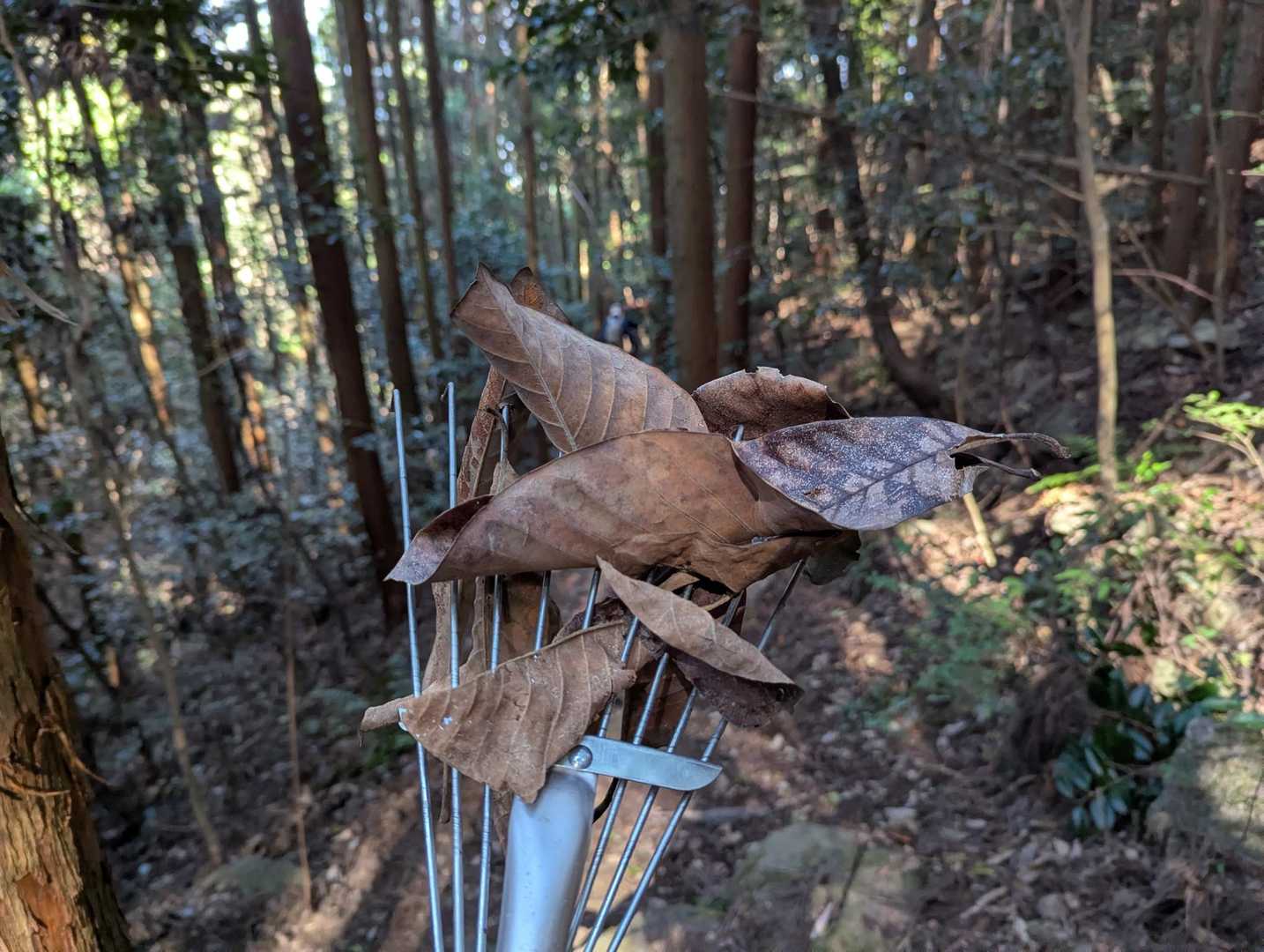 朴の葉は滑りやすいので、避けながら…🍂