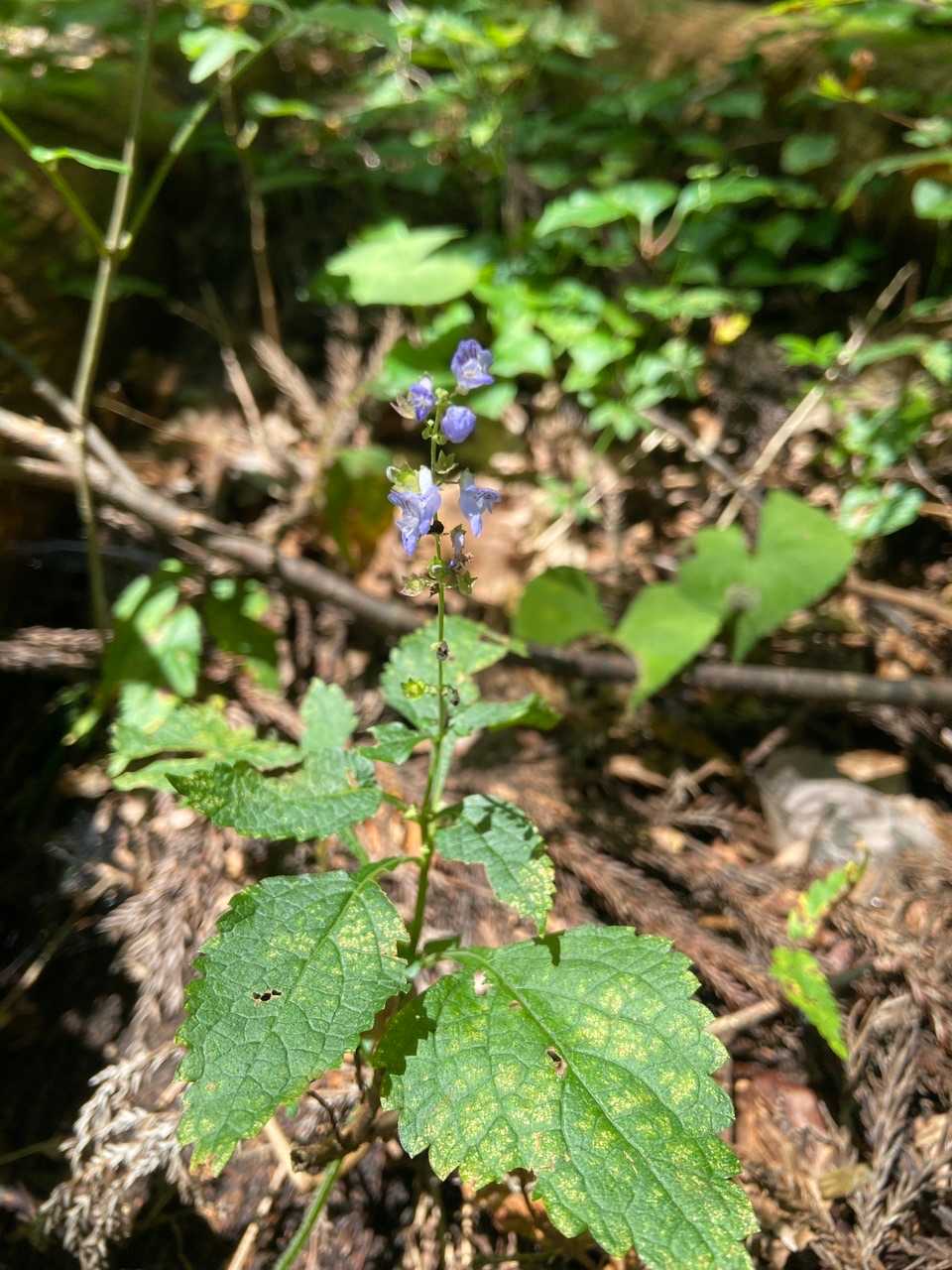 花がキレイです。