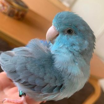にょこ