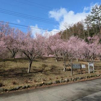 桜が満開🌸
登山口へ向かう途中に咲いてました