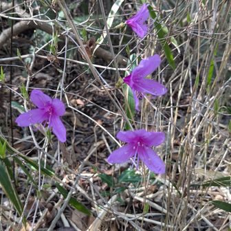 ツツジもぽつぽつ咲いてる🌺けど、メマトイもいた😩