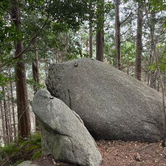親子のアシカ岩🪨🦭確かにアシカだ