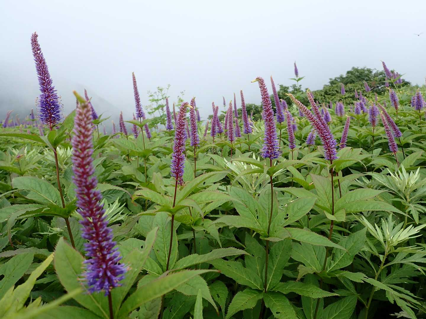 三鈷峰・象ヶ鼻往復 | 大山北壁を間近に望む、静かなユートピアの道の写真