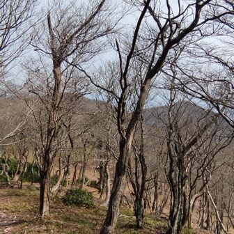 樹林帯を進みます。
左に見えているのが裏山、右が表山だと思う🤔
