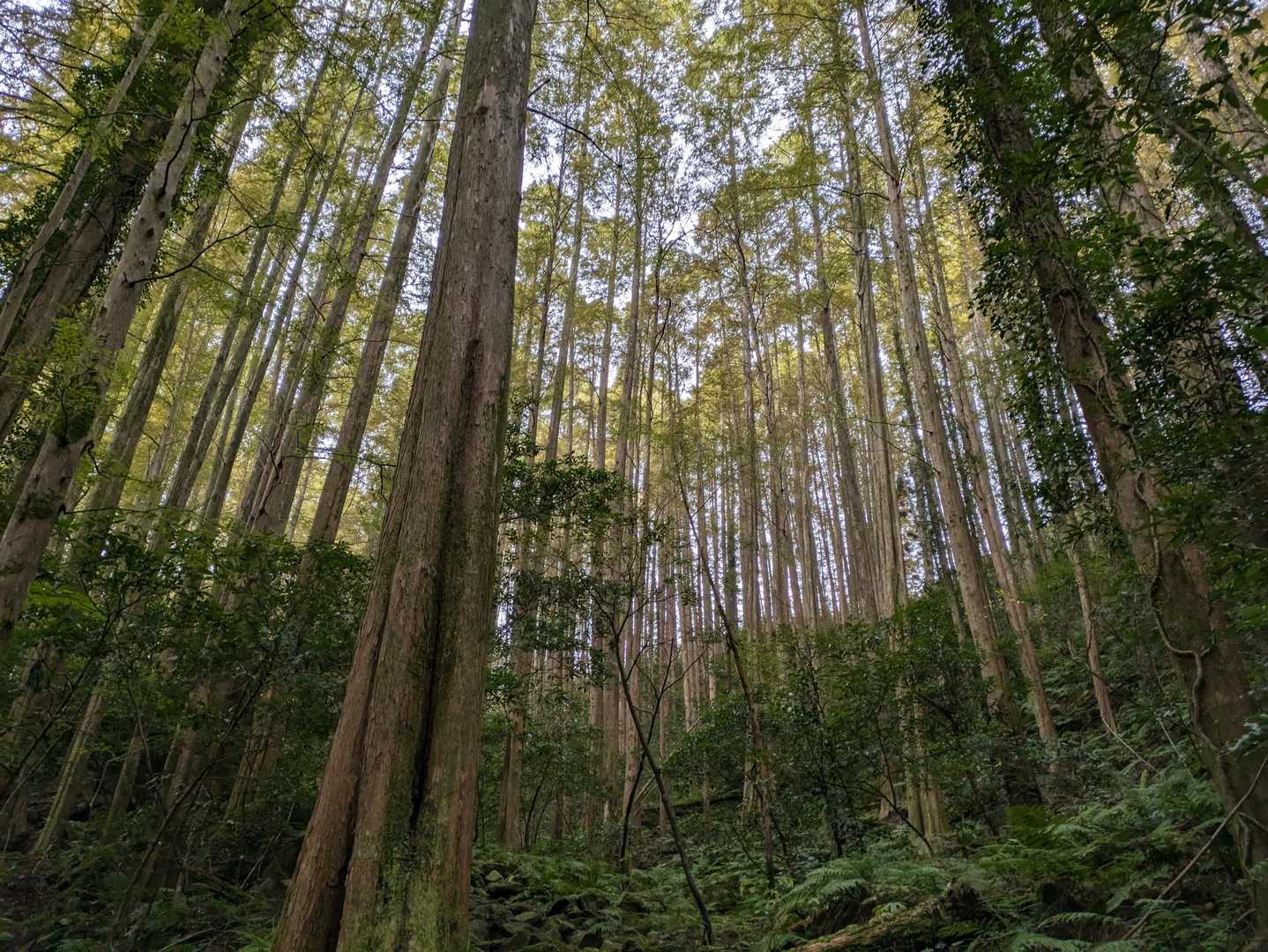 椎原峠登山口-椎原峠-鬼ヶ鼻岩 往復コースの写真