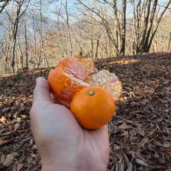 休憩みかん。

この後白峰三山と甲府市街に見とれていたら分岐間違えて登り返し20分のロス！