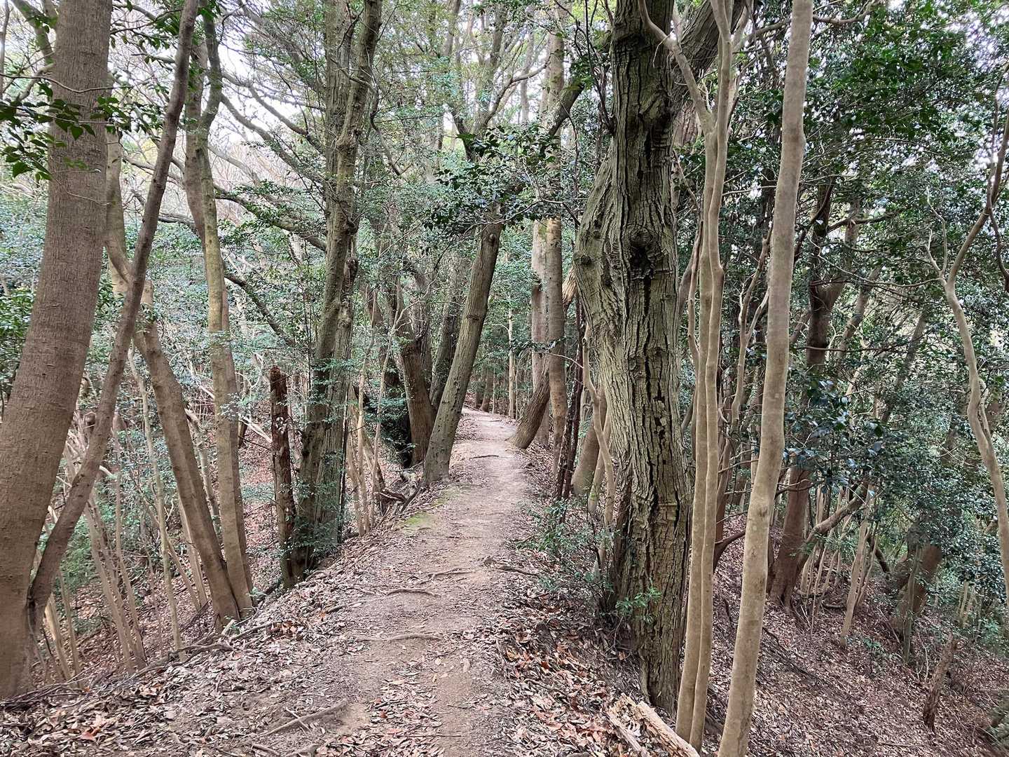 丸山キャンプ場登山口-丸山 往復コースの写真
