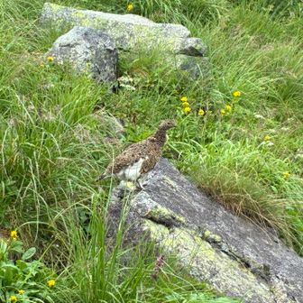 雷鳥
親子連れだった