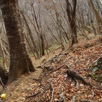 大円地越分岐までの下り