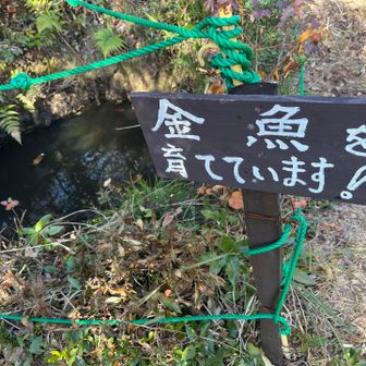 はい！いました
2匹おおきな金魚がいました