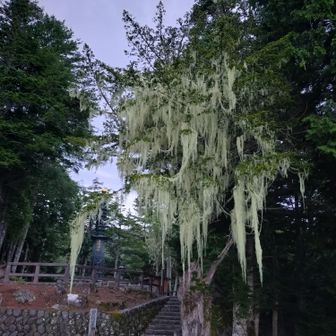 苔の一部だそうです。
とろろ昆布みたいのがたくさん
