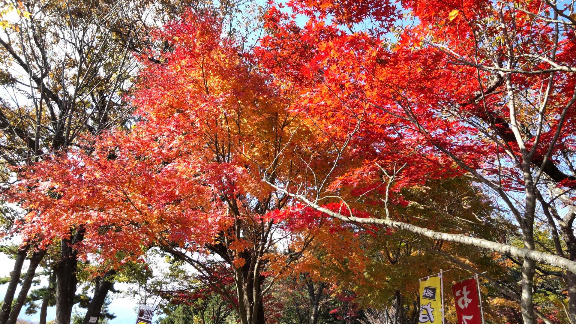 小仏バス停-景信山登山口-ヤゴ沢作業路登山口-小仏峠-城山 縦走コースの写真