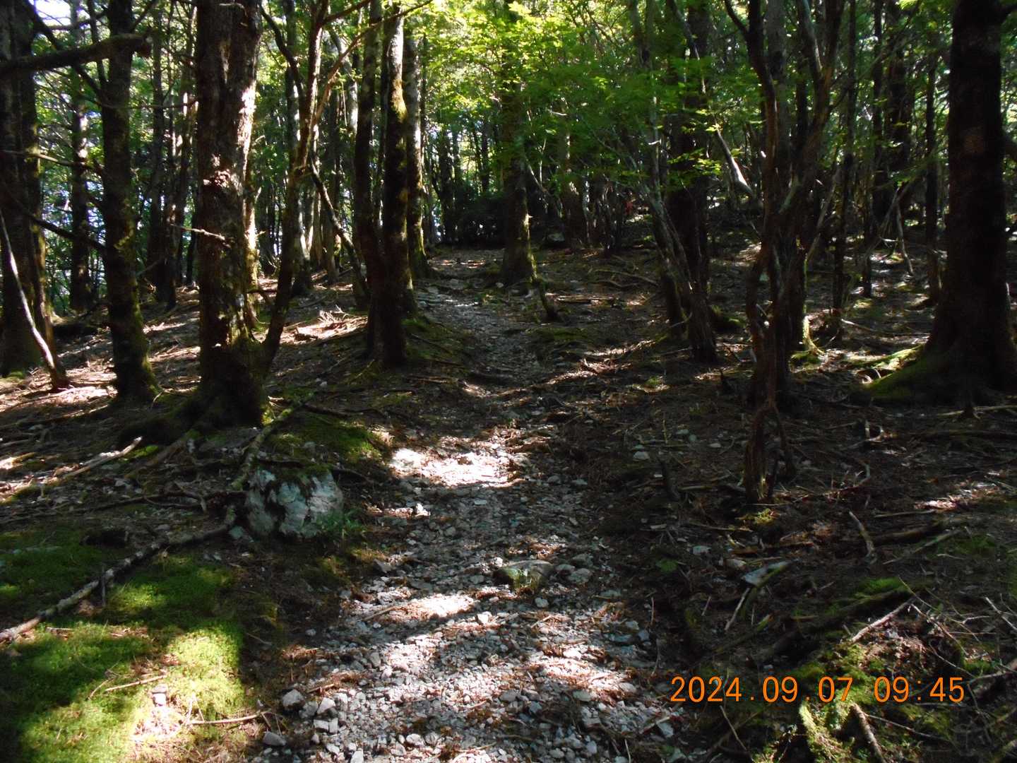 丸笹山 周回コースの写真