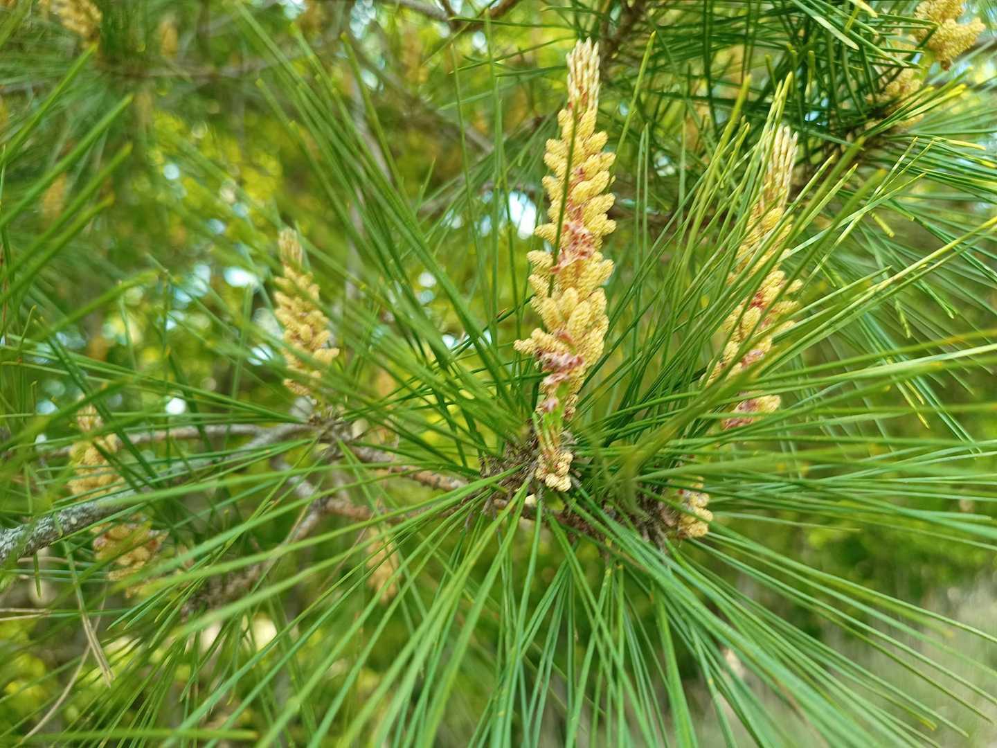 松の花