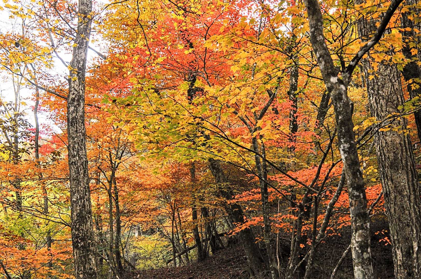 したの方に降りてくると、登山道は紅葉のトンネルに🍁