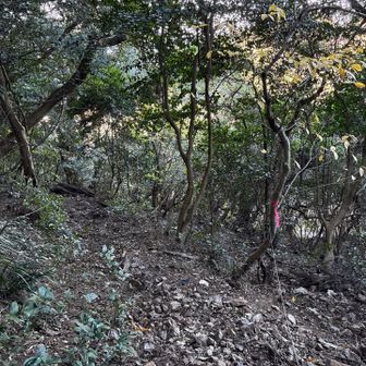 登山道はこんな感じ