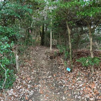 以前訪れた（5年半前）記憶を頼りに展望台の裏側へ。三角点へのアプローチは、ココだろう。