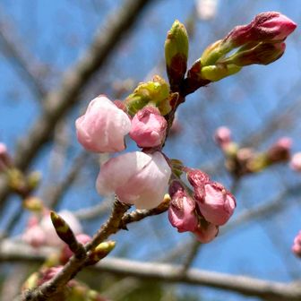 桜の園には
今にも開きそうな
ツボミたくさん((´∀｀*))