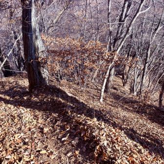 ロープ場
羽根子山を通過後は直ぐ急な下りになります。