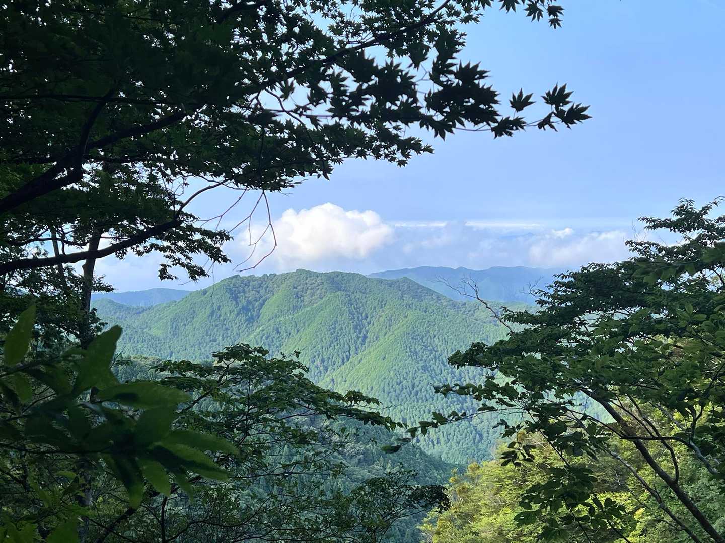 新道の景色が綺麗です⭐️
緑が素晴らしい👍