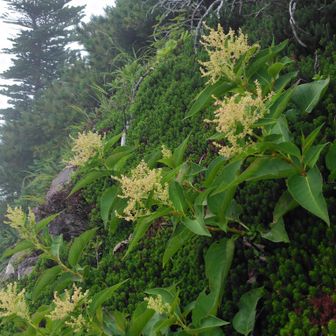 高山らしくオンタデ