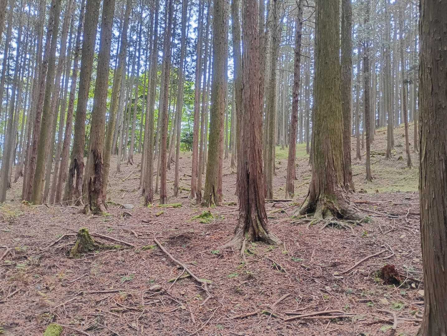 帰路、コースアウト😇
順路にカットインしようとしたら先はそこそこ藪でした。
この日一番の失敗 & 収穫。