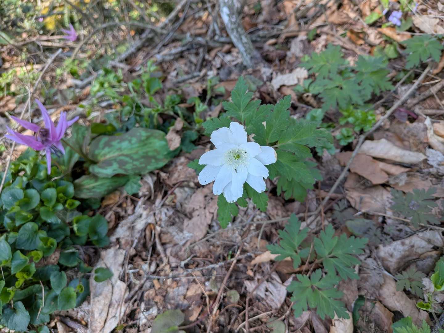 お花がキレイだよー
と教えてくれた。