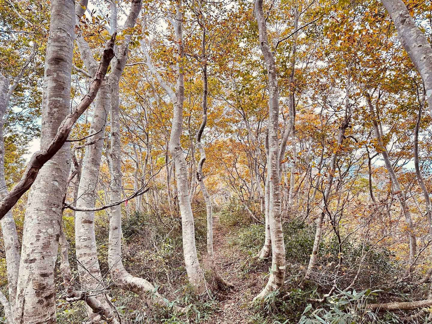 菱ヶ岳（奥村杉菱ヶ岳登山口）＜菱ヶ岳コース＞の写真