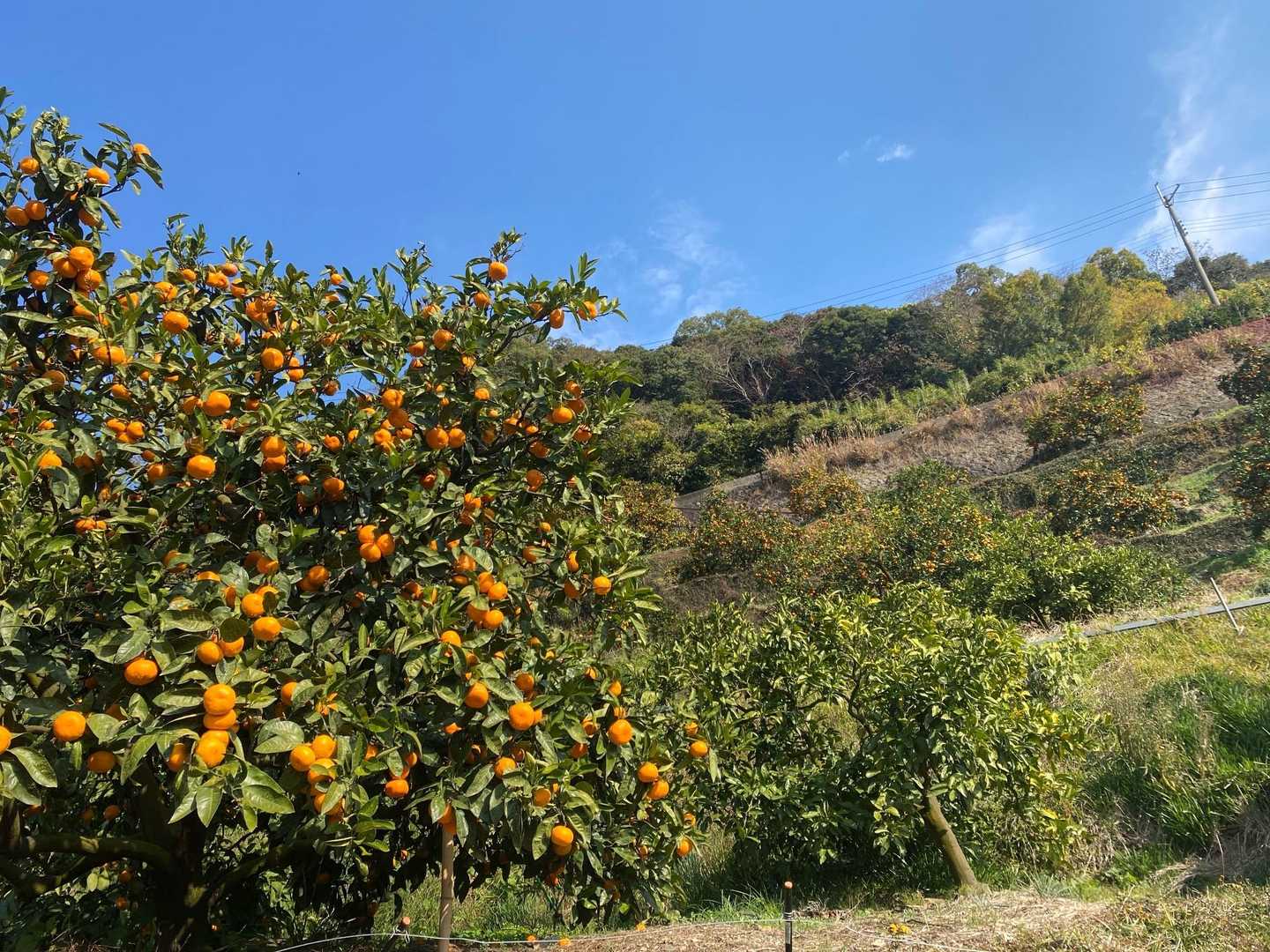 🍊🍊🍊