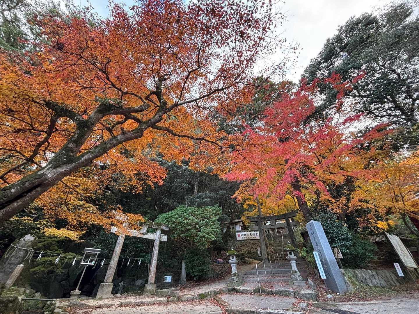 赤、黄、燈と紅葉の全て見れました🍁
