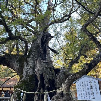 コチラ💁‍♀️が御神木🌲の楠木でした♪
右回りに3周回ると願い事が叶うとな🤫