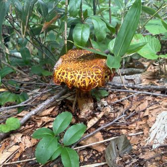 でっかいキノコ🍄
なんかくさかった…